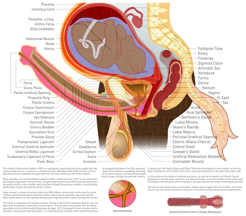 alpha_channel ambiguous_gender amniotic_sac anatomical_diagram anatomy anatomy_chart anatomy_reference animal_genitalia animal_penis anthro anus balls big_balls bladder bone brown_body brown_fur cervix chart cross_section detailed digital_drawing_(artwork) digital_media_(artwork) duo equid equine equine_genitalia equine_penis erection fetus fk2169 flared_penis fur genitals herm hi_res horse intersex label maleherm mammal medial_ring organs ovaries penis placenta pregnant prostate pussy reproductive_anatomy science_fiction simple_background spine tail transparent_background umbilical_cord urethra uterus vertebrae white_tail