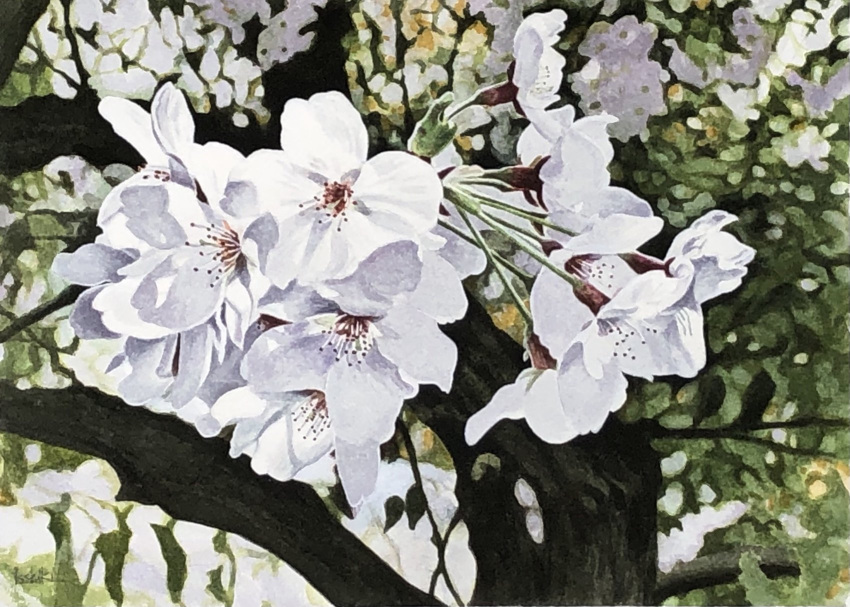 cherry_blossoms flower highres no_humans original painting_(medium) realistic still_life toirom_pmxh traditional_media tree watercolor_(medium) white_flower