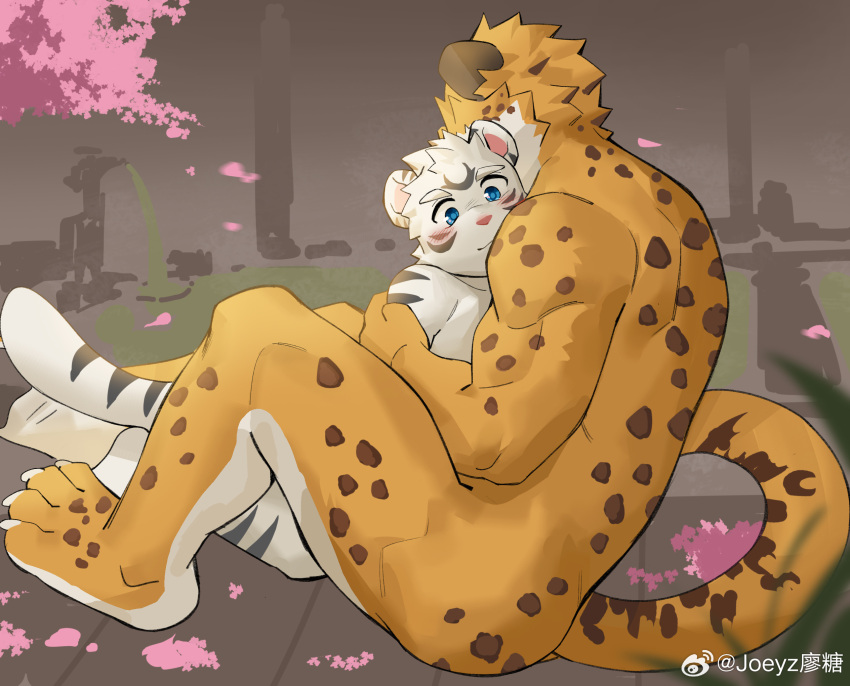 anthro blue_eyes blush cheetah cherry_blossom cherry_blossom_tree cherry_tree duo embrace felid feline fruit_tree fur hair hi_res hug joeyzliaotang male male/male mammal muscular muscular_anthro muscular_male nude pantherine plant spots spotted_body spotted_fur striped_body stripes tail tiger tree weibo white_body white_fur yellow_body yellow_fur