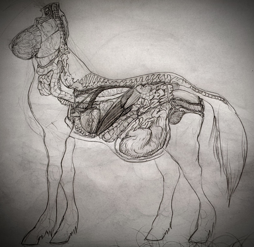 absurd_res anatomically_correct anatomy artist_bugghost belly bladder bone breasts centaur english_text equid equid_taur female fetus guts heart_(organ) hi_res humanoid_taur internal intestines kidney lung mammal mammal_taur organs pregnant spine tail taur text uterus young