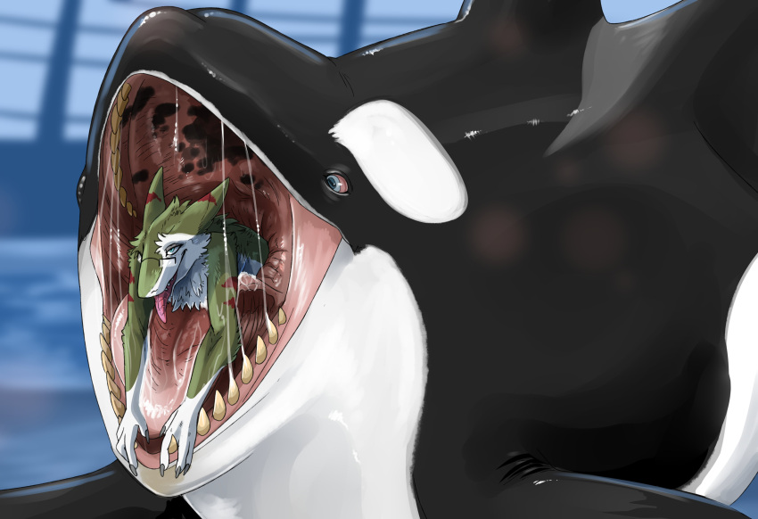 absurd_res ambiguous_gender anthro anthro_prey black_body blue_eyes bodily_fluids cetacean cheek_tuft chest_tuft dolphin duo facial_tuft feral feral_pred fur green_body green_fur hi_res imperatorcaesar in_mouth lying male mammal marine nude oceanic_dolphin on_front on_tongue oral_vore orca red_sclera red_tongue saliva saliva_on_tongue saliva_string sergal tongue toothed_whale tuft vore white_body white_fur