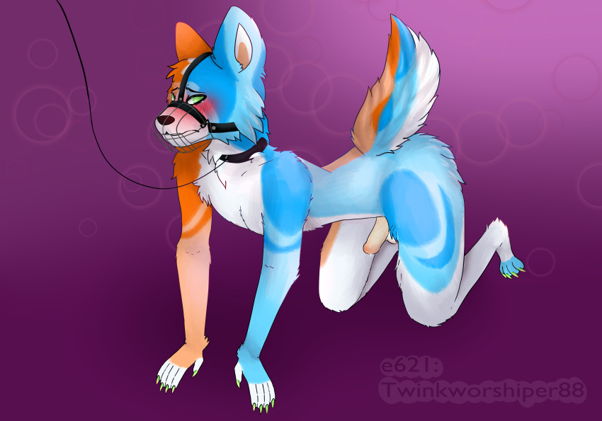 4_toes 5_fingers absurd_res all_fours anthro arm_tuft black_nose blue_body blue_fur bodily_fluids butt_tuft canid canine canis cheek_tuft claws collar collar_only domestic_dog dripping ears_up embarassment embarrassed embarrassed_nude_anthro embarrassed_nude_male facial_tuft feet fingers fur genital_fluids genitals german_shepherd green_claws green_eyes head_tuft heavy_blush herding_dog hi_res humanoid_genitalia humanoid_hands humanoid_penis lead looking_at_viewer male mammal muzzle_(object) muzzled nude orange_body orange_fur pastoral_dog penis petplay pink_background plantigrade precum precum_drip purple_background red_background roleplay signature simple_background solo toes tuft twinkworshiper88 watermark white_body white_fur wrist_tuft
