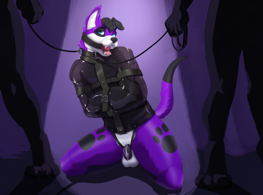 ambiguous_gender anthro ball_gag balls barefoot bdsm belly black_chastity_cage black_collar black_ear black_hair black_markings black_nose black_tail_tip blue_eyes bodily_fluids bottomless bound buckle canid canine canis chastity_cage chastity_device clothed clothing collar collar_ring crazydonkey digitigrade domestic_dog dominant elkhound faceless_character feet floppy_ears fur gag gagged genitals glistening glistening_clothing group hair head_tilt hi_res holding_leash holding_object humiliation inside kneeling leaning leash leashed_collar light light_beam looking_aside looking_up male mammal markings mostly_nude on_display on_ground on_stage open_mouth pawalo pawprint_on_body petplay pointed_tail presenting public public_exposure puppyplay purple_body purple_ear purple_fur raised_tail restrained restrained_arms restraints roleplay rubber_clothing saliva simple_background slave spitz spread_legs spreading standing straitjacket straps submissive submissive_male tail teeth tongue trio white_belly