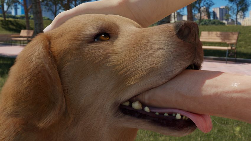 16:9 3d_(artwork) 4k absurd_res ambiguous_gender bench bestiality bird_dog blender_(software) bodily_fluids canid canine canis digital_media_(artwork) domestic_dog duo fellatio feral fur genitals golden_retriever grass hand_on_head hi_res human human_on_feral hunting_dog interspecies male male_on_feral mammal oral outside park park_bench penile penis plant retriever saliva saliva_string sex snow_kitsune tongue tongue_out tree vein veiny_penis widescreen