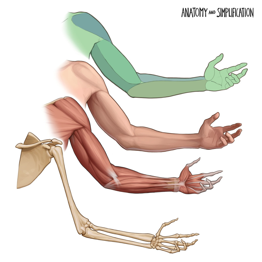 1other anatomy bone cropped_arms english_text exposed_muscle gregor_kari hand_up highres original simple_background white_background