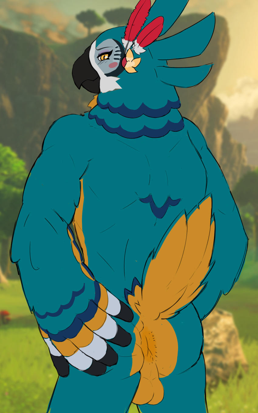 absurd_res anthro anus ass_up avian backsack balls balls_outline beak bedroom_eyes blue_body breath_of_the_wild butt butt_focus butt_grab cute_expression feathers flustered from_behind_position genital_outline genitals hand_on_butt hi_res hybrid kass_(tloz) male muscular muscular_thighs narrowed_eyes nintendo orange_body orange_eyes pockyco raised_tail rear_view rito seductive sex solo tail the_legend_of_zelda unfinished wings