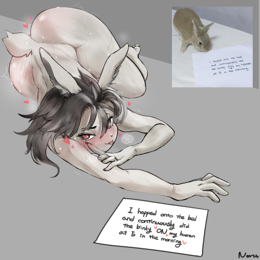 &lt;3 &lt;3_eyes 1:1 ambiguous_gender anthro big_butt black_eyes black_hair blep bodily_fluids breath butt english_text fur grey_body grey_fur hair hi_res inner_ear_fluff lagomorph leporid looking_at_viewer looking_pleasured lying mammal noruru3737 note on_front panting rabbit real reference_image signature small_waist solo sweat sweatdrop tail text tongue tongue_out tuft white_body