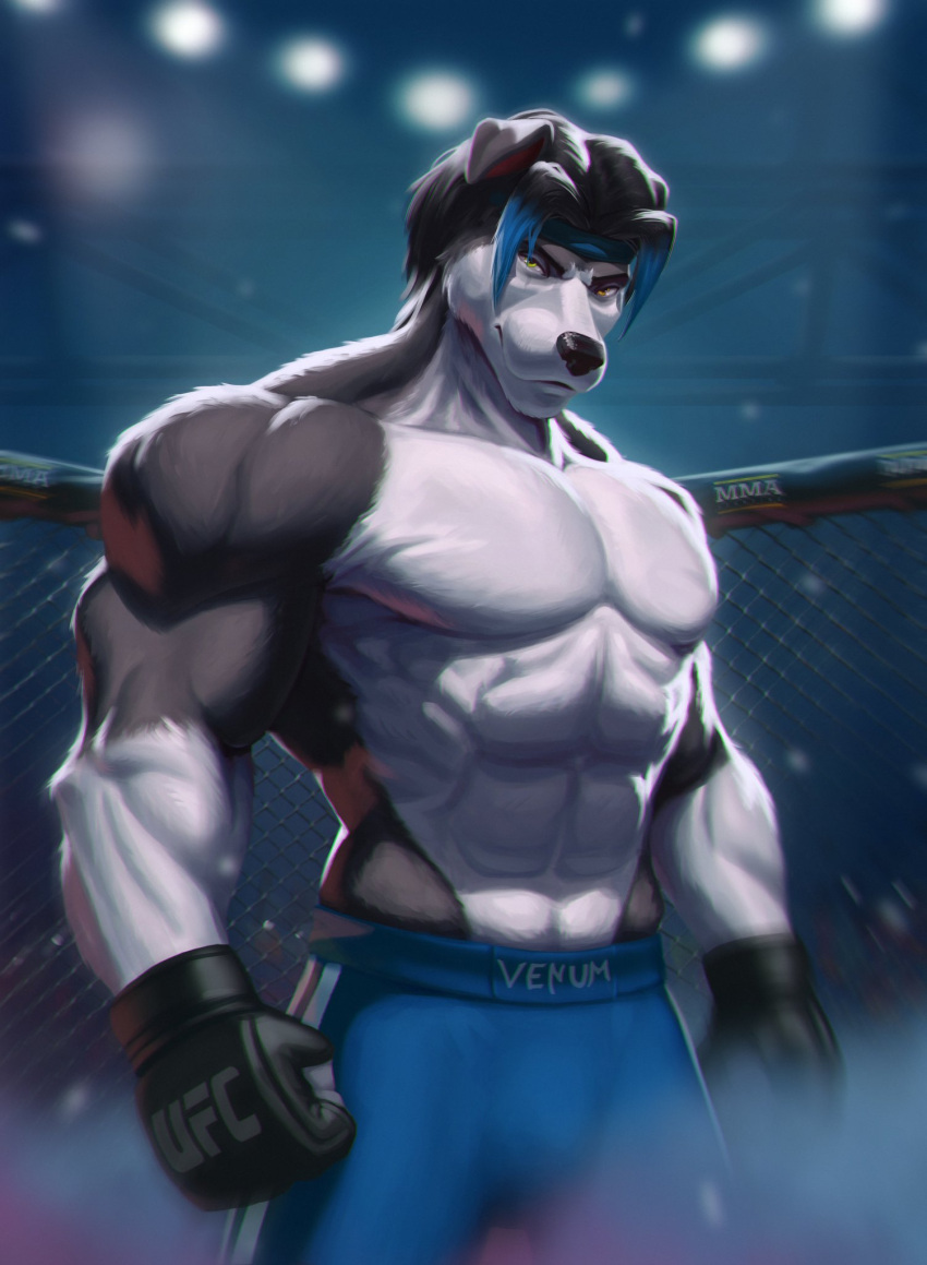 abs anthro border_collie boxing canid canine canis collie domestic_dog dominant dominant_male herding_dog hi_res looking_at_viewer male mammal mason_(trivolmckenley) muscular muscular_male pastoral_dog pinup pose serzhvinnik sheepdog sport ufc