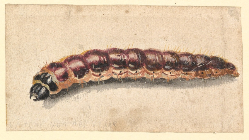 17th_century ambiguous_gender ancient_art arthropod artist_name brown_body brown_exoskeleton caterpillar exoskeleton feral formal_art hi_res high-angle_view insect jan_vincentsz_van_der_vinne larva mandibles painting_(artwork) side_view simple_background solo tan_background traditional_media_(artwork) watercolor_(artwork)