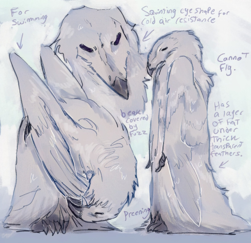 ambiguous_gender anthro avian avian_feet beak bird claws educational english_text erosion_bird feathers flippers hi_res penguin personal_grooming simple_background solo study text white_body white_feathers winged_arms wings xperhant