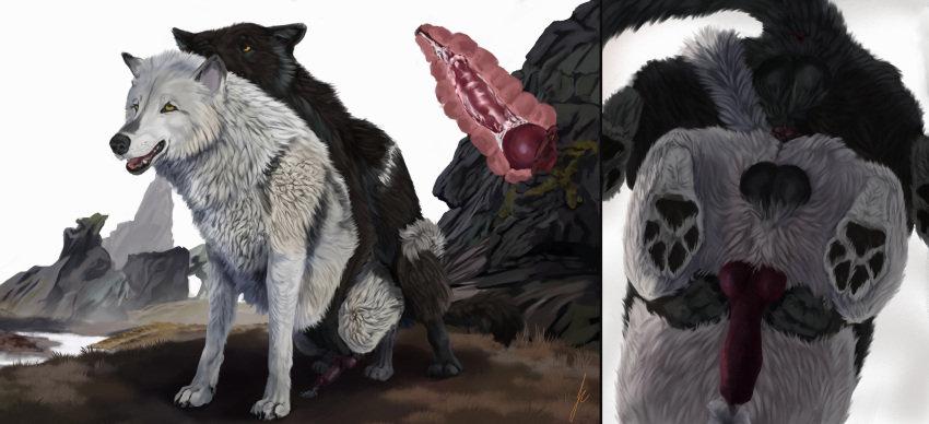 absurd_res animal_genitalia animal_penis anus balls black_body black_fur bodily_fluids canid canine canine_genitalia canine_penis canis claws cum cum_in_ass cum_inside doggystyle duo echo_(wolffylegend) feral feral_on_feral feral_penetrating fog fokin_woof from_behind_position fur genital_fluids genitals grass grey_body grey_fur hi_res knotting low-angle_view male male/male mammal markings mating_grip mountain penetration penis plant sex tail white_markings wolf worm's-eye_view yellow_eyes