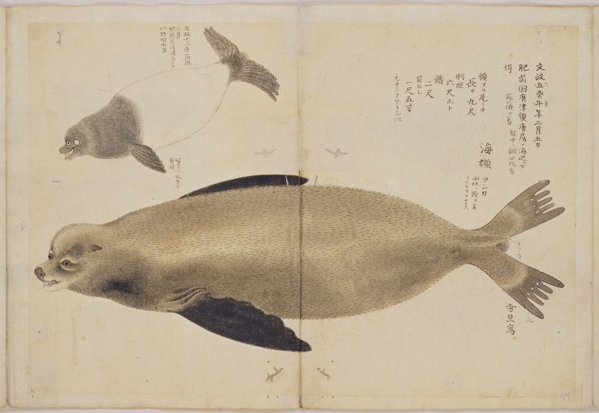 1823 19th_century ancient_art brown_body brown_fur fin fur hasegawa_settan hi_res japanese_text mammal marine multiple_images open_mouth pinniped sea_lion sharp_teeth solo teeth text traditional_media_(artwork)