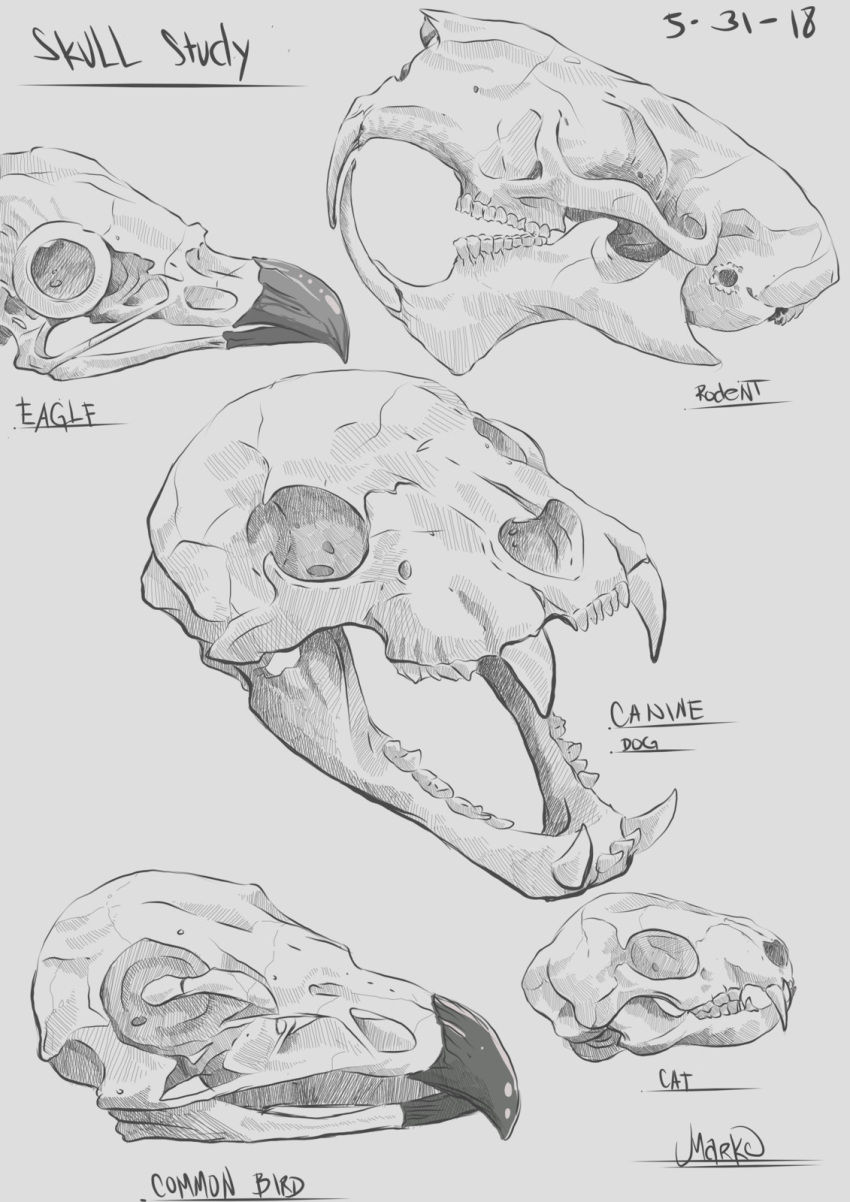 2018 accipitrid accipitriform ambiguous_gender anatomical_study avian beak bird bone canid canine canis dated domestic_cat domestic_dog eagle english_text fangs felid feline felis feral grey_background grey_text greyscale group hi_res inanimate_object mammal markoriginals monochrome rodent sharp_teeth simple_background skull species_name teeth text