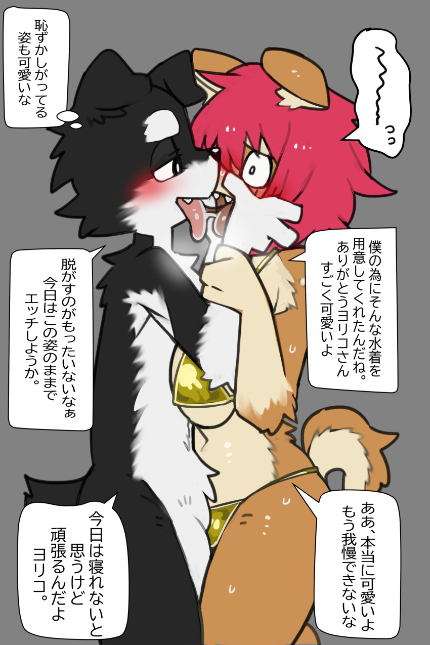 2023 absurd_res anthro bikini black_body black_fur blush bodily_fluids breasts breath brown_body brown_fur canid canine canis clothing danny_(no3512) domestic_dog duo eye_contact female french_kissing fur gold_bikini hair hand_on_head hi_res japanese_text kemono kissing looking_at_another male male/female mammal multicolored_body multicolored_fur navel nude panting pizademokttero questionable_consent red_hair saliva simple_background smile speech_bubble steam sweat swimwear tan_body tan_fur text white_body white_fur yoriko