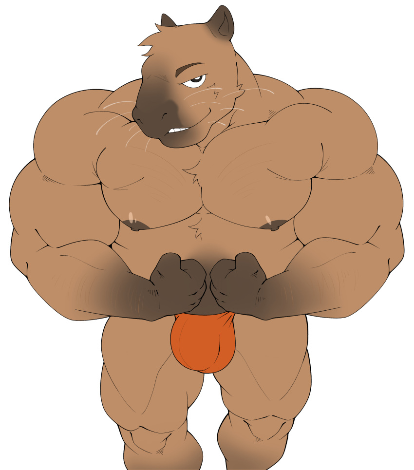 absurd_res anthro brown_body brown_fur bulge capybara caviid clothing flexing fur hi_res looking_at_viewer maldu male mammal muscular muscular_anthro muscular_male nipples pecs rodent simple_background solo speedo swimwear white_background