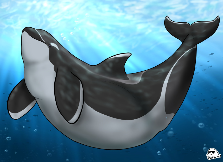 abdominal_bulge ambiguous_gender ambiguous_prey cetacean dolphin feral feral_pred flippin-rad hi_res larger_pred mammal marine neck_bulge oceanic_dolphin oral_vore orca plume_(rovoska) toothed_whale underwater vore water