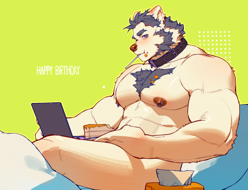 1boy absurdres animal_collar animal_ears bara body_fur cake cake_slice chest_hair closed_mouth collar colored_sclera completely_nude computer dongbomu english_commentary english_text food food_in_mouth food_on_face green_background grey_eyes grey_hair grey_sclera happy_birthday highres laptop large_pectorals looking_at_viewer male_focus muscular muscular_male nipple_piercing nipples nude original pectorals piercing short_hair sideburns simple_background sitting solo thick_eyebrows tissue_box