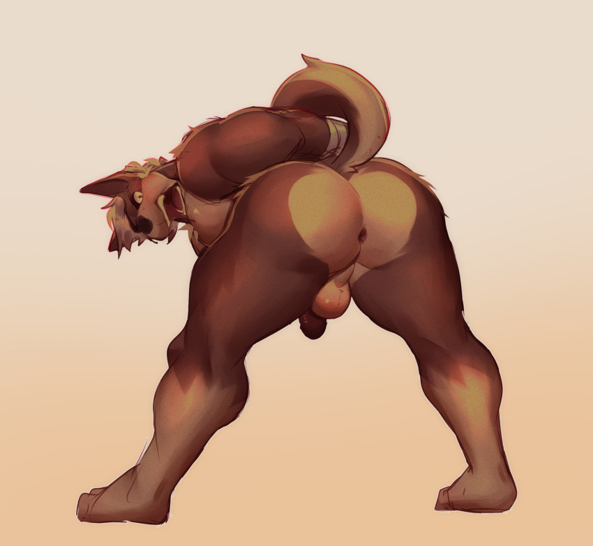 absurd_res angry anthro anus balls bent_over brown_body butt canid canine darkened_genitalia darkened_penis fluffy fur gasp genitals hands_behind_back hi_res male mammal muscular muscular_anthro muscular_male open_mouth pecs penis rear_view simple_background snaftfc solo spread_legs spreading standing tan_body tan_fur
