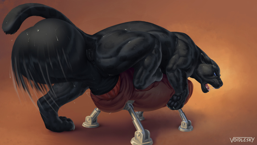 absurd_res anus balls big_balls big_penis black_body blue_eyes breeding_mount felid feral genitals hi_res huge_balls huge_penis hyper hyper_balls hyper_genitalia hyper_penis jaguar male mammal muscular muscular_feral muscular_male pantherine paws penis voidlesky