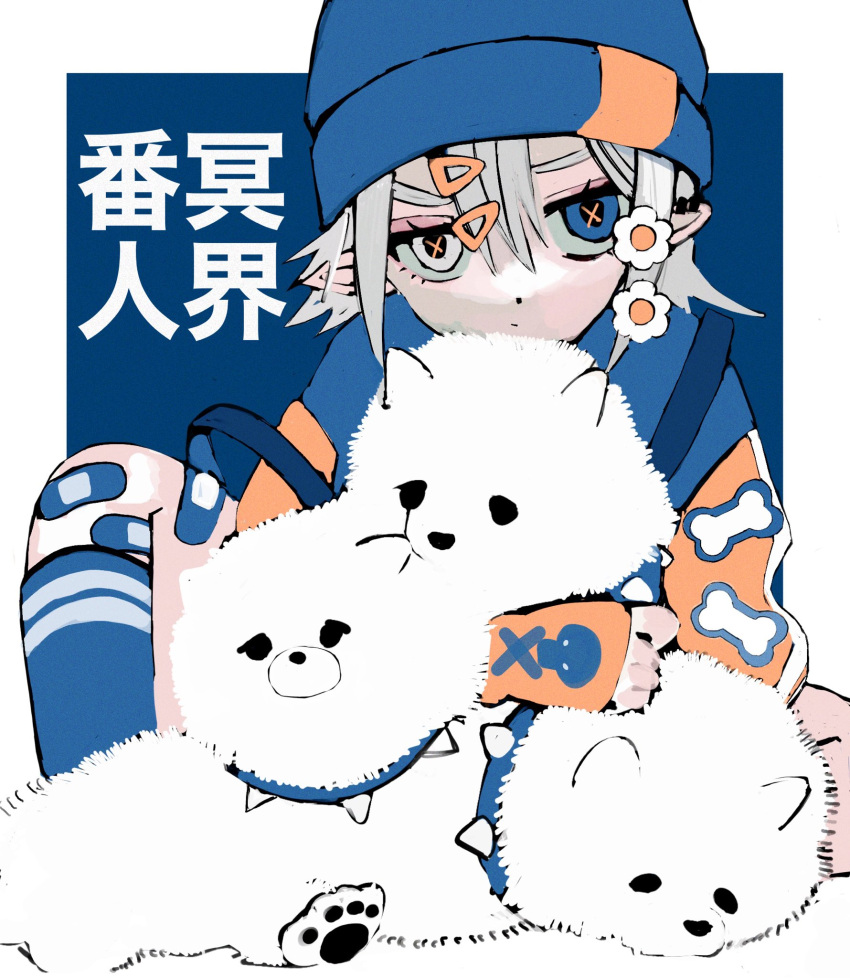 1girl animal_hug bandaid bandaid_on_knee bandaid_on_leg beanie blue_background blue_eyes blue_headwear blue_jacket blue_socks bone_print border closed_mouth commentary_request dog ear_piercing flower grey_hair hair_between_eyes hair_flower hair_ornament hairclip hat heterochromia highres jacket kneehighs long_sleeves looking_at_viewer multicolored_clothes multicolored_jacket orange_jacket original outside_border piercing pointy_ears short_hair simple_background sitting skull_and_crossbones skull_print socks solo translation_request two-tone_jacket urokogaran white_border white_dog white_eyes