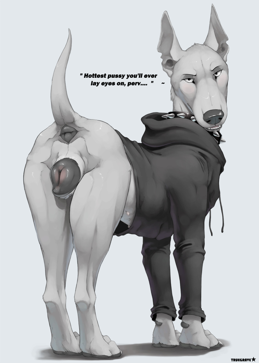 anatomically_correct anatomically_correct_genitalia anatomically_correct_pussy animal_genitalia animal_pussy anus canid canine canine_genitalia canine_pussy canis clothed clothed_feral clothing collar dialogue dobermann domestic_dog female feral fur genitals hi_res hoodie jessica_(syn-6) looking_at_viewer looking_back looking_back_at_viewer mammal multi_nipple nipples pinscher pussy raised_tail solo spiked_collar spikes tail topwear truegrave9 white_body white_fur