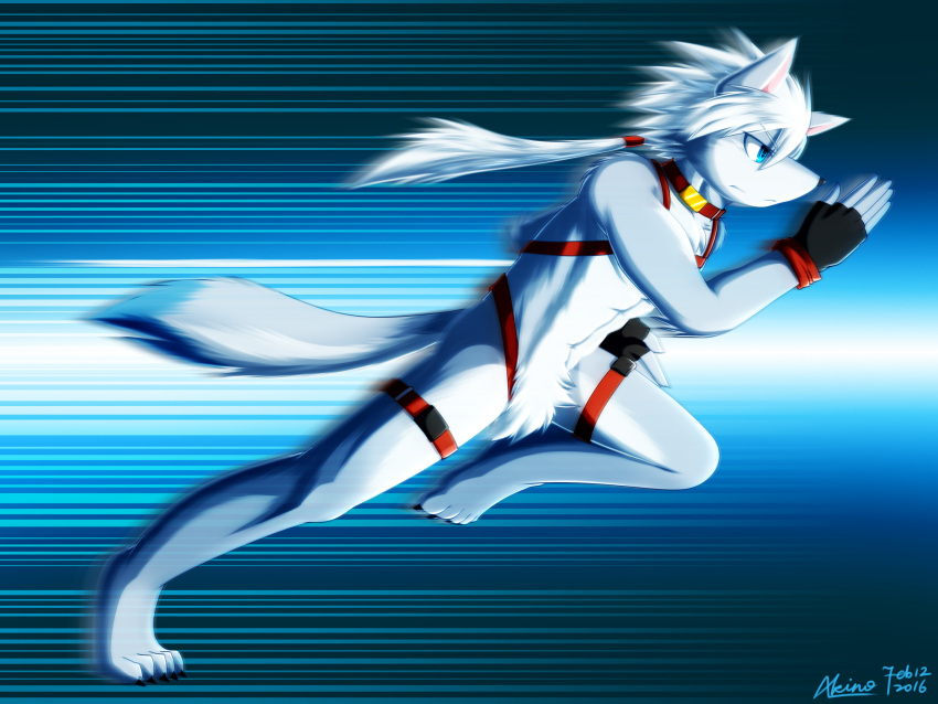 accessory akebono_yuminaga_(akino-kamihara) akino-kamihara anthro canid canine clothing collar crotch_tuft flashing_background gloves hair hair_accessory hair_tie handwear harness hi_res male mammal muscular muscular_male nude ponytail running solo sprinting tail teenager tuft young