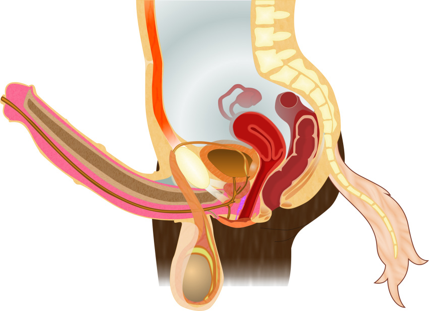 alpha_channel anatomical_diagram anatomy anatomy_chart anatomy_reference animal_genitalia animal_penis anthro anus balls big_balls bladder bone brown_body brown_fur cervix chart cross_section detailed digital_drawing_(artwork) digital_media_(artwork) equid equine equine_genitalia equine_penis erection fk2169 flared_penis fur genitals herm hi_res horse intersex maleherm mammal medial_ring organs ovaries penis prostate pussy reproductive_anatomy science_fiction simple_background solo spine tail transparent_background urethra uterus vertebrae white_tail