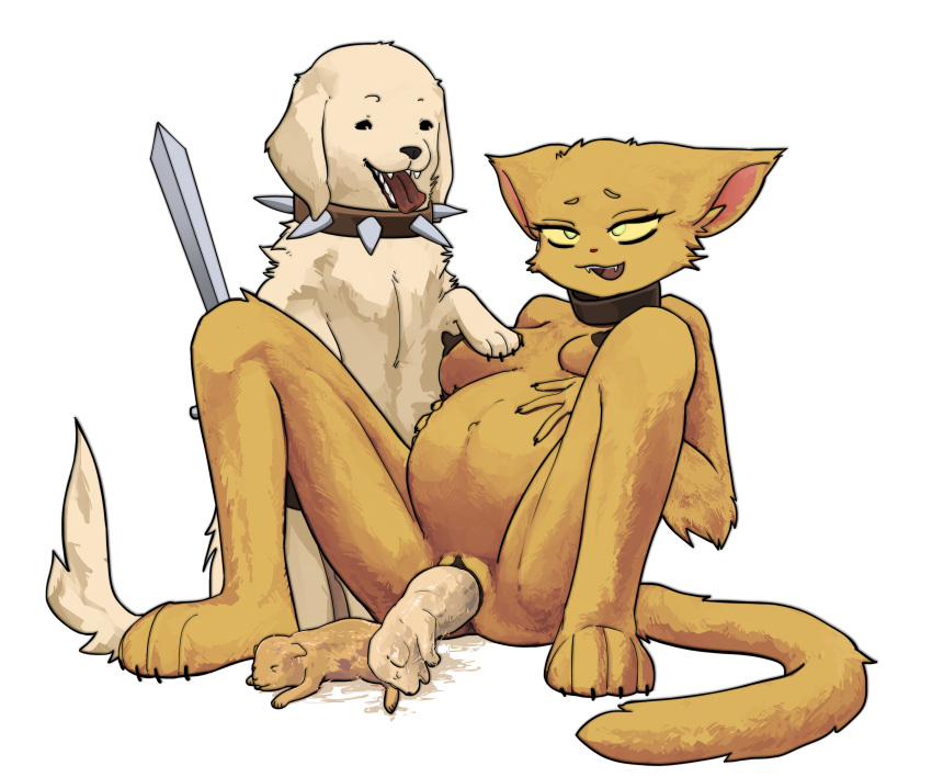 absurd_res ambiguous_gender anthro bestiality bethesda_softworks bird_dog birth breasts canid canine canis collar collar_only digital_media_(artwork) domestic_dog duo felid female feral fur genitals golden_retriever hi_res human human_on_feral hunting_dog interspecies katia_managan khajiit male mammal melee_weapon miskaris228 nipples nude oblivion open_mouth pregnant pregnant_female prequel_adventure pussy retriever smile sword_dog tail the_elder_scrolls tongue tongue_out vaginal_birth weapon webcomic yellow_body yellow_fur