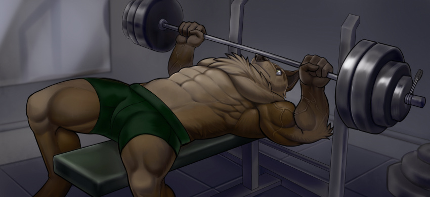 2023 5_fingers abs anthro bench_press black_nose bottomwear brown_body brown_fur canid canine canis clothed clothing exercise fingers fur gym hi_res humanoid_hands lying male mammal marsel-defender muscular muscular_anthro muscular_male on_back pecs shorts solo topless topless_anthro topless_male vein veiny_muscles weightlifting weights wolf workout