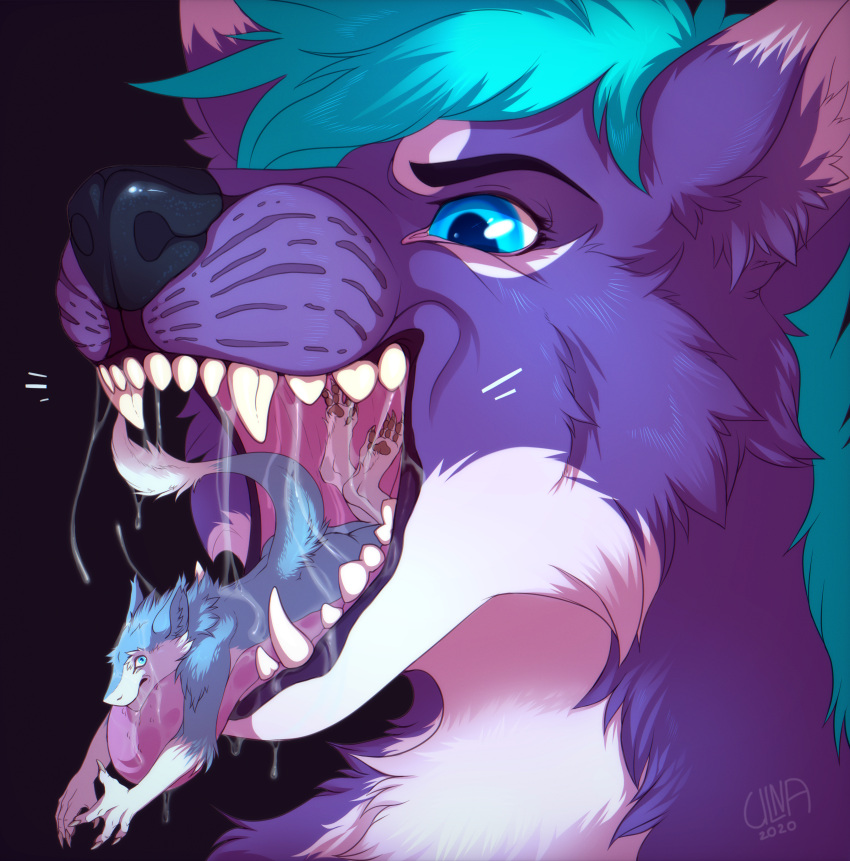 absurd_res anthro black_nose blue_body blue_eyes blue_fur blue_hair bodily_fluids canid canine capes digital_media_(artwork) drooling duo fangs fox fur hair hi_res male male/male male_pred male_prey mammal mouth_shot mox_(antillion123) open_mouth oral_vore purple_body purple_fur saliva saliva_string sergal simple_background size_difference teeth tongue ulna_moon vore