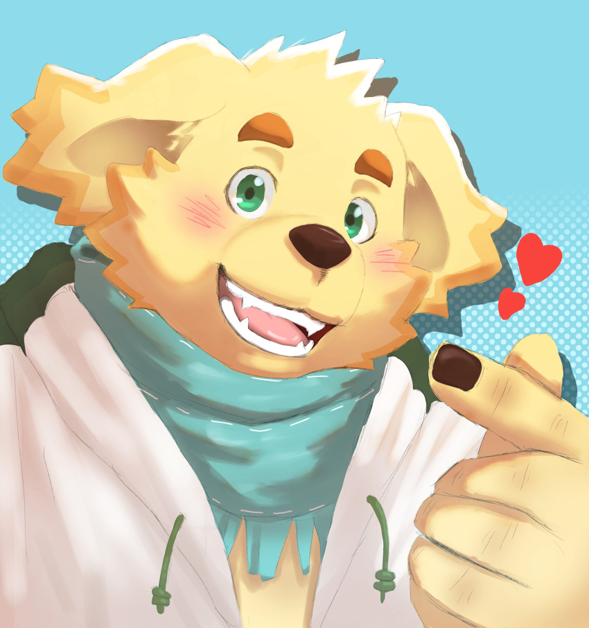 &lt;3 absurd_res anthro bird_dog blush bust_portrait canid canine canis clothing cu_sith_(tas) domestic_dog fur golden_retriever green_eyes hi_res hunting_dog jacket lifewonders lune_draw male mammal portrait retriever scarf smile solo tokyo_afterschool_summoners topwear yellow_body yellow_fur