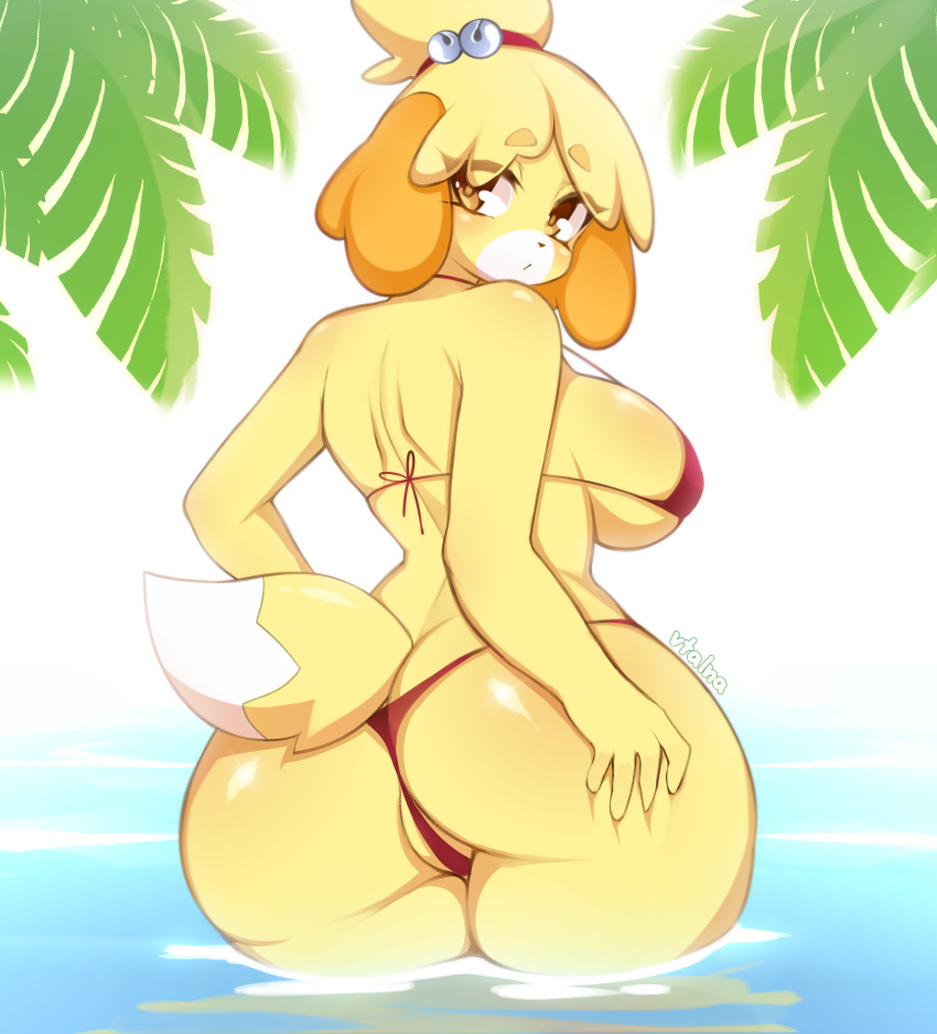 2023 absurd_res animal_crossing anthro artist_name big_butt bikini blonde_hair breasts butt canid canine canis clothed clothing digital_media_(artwork) dipstick_tail domestic_dog female fingers hair hi_res isabelle_(animal_crossing) looking_at_viewer looking_back looking_back_at_viewer mammal markings nintendo partially_submerged shih_tzu side_boob solo swimwear tail tail_markings thick_thighs toy_dog vtalna1 water