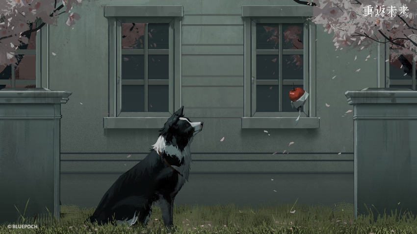 animal_focus apple apple_(reverse:1999) border_collie building cherry_blossoms copyright copyright_name dog falling_petals floating food from_side fruit grass highres logo looking_up no_humans official_art official_wallpaper outdoors petals pickles_(reverse:1999) profile reverse:1999 sitting tree window