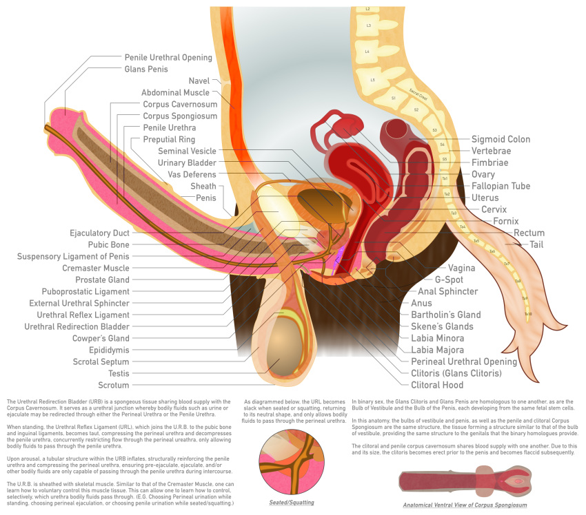 alpha_channel anatomical_diagram anatomy anatomy_chart anatomy_reference animal_genitalia animal_penis anthro anus balls big_balls bladder bone brown_body brown_fur cervix chart cross_section detailed digital_drawing_(artwork) digital_media_(artwork) equid equine equine_genitalia equine_penis erection fk2169 flared_penis fur genitals herm hi_res horse intersex label maleherm mammal medial_ring organs ovaries penis prostate pussy reproductive_anatomy science_fiction simple_background solo spine tail transparent_background urethra uterus vertebrae white_tail