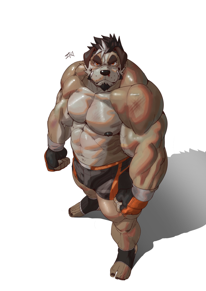 2020 abs absurd_res anthro black_bottomwear black_clothing black_hair black_shorts blood bodily_fluids bottomwear boxing_shorts brown_body brown_fur bruised canid canine canis clothing deltoids domestic_dog drooped_ears eyebrows fangs fingerless_gloves fur gloves hair handwear hi_res high-angle_view korean_text koreanhusky looking_at_viewer male mammal muscular muscular_anthro muscular_male nipples nosebleed obliques orange_clothing orange_eyes orange_gloves orange_handwear pecs shadow shorts solo soonsky_ksk standing taegu_kang teeth text thick_eyebrows triceps white_hair wrist_guards