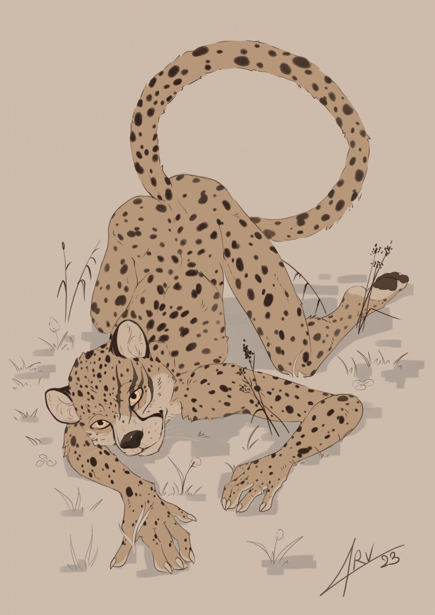 2023 4_toes 5_fingers antanariva anthro cheetah digital_media_(artwork) feet felid feline fingers fur hi_res looking_at_viewer male mammal nude solo spots spotted_body spotted_fur tan_body tan_eyes tan_fur toes