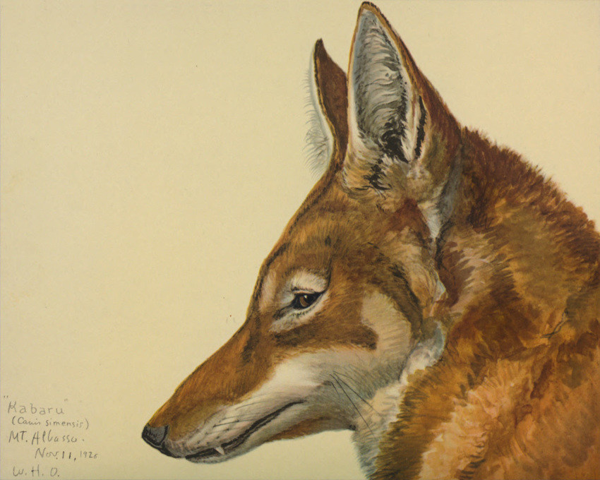 1926 20th_century 5:4 ambiguous_gender ancient_art black_lips black_nose brown_eyes canid canine canis countershade_torso countershading ethiopian_wolf feral fur fur_markings hi_res lips looking_at_viewer louis_agassiz_fuertes mammal markings orange_body orange_fur painting_(artwork) photorealism portrait prick_ears realistic_feral realistic_fur snaggle_tooth solo traditional_media_(artwork) watercolor_(artwork) whiskers