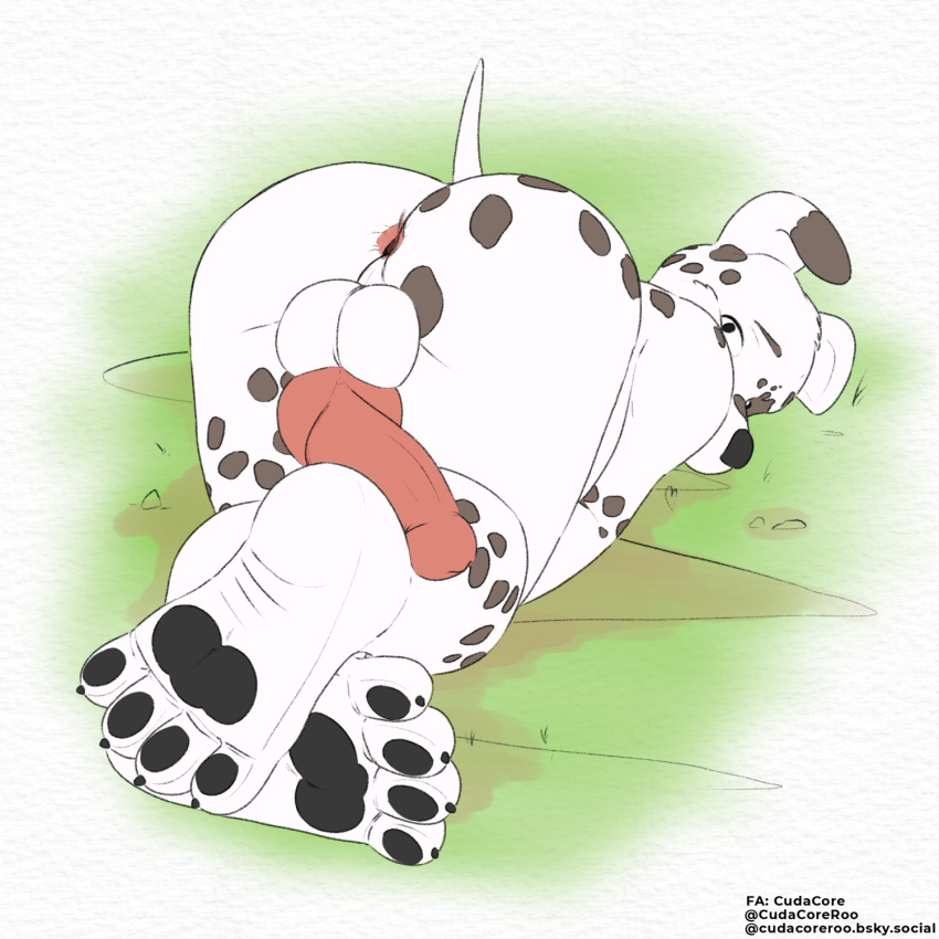 anus balls begging canid canine canis cudacore dalmatian domestic_dog erection feet genitals hi_res knot male mammal pascal_(cudacore) paws penis presenting slightly_chubby toes