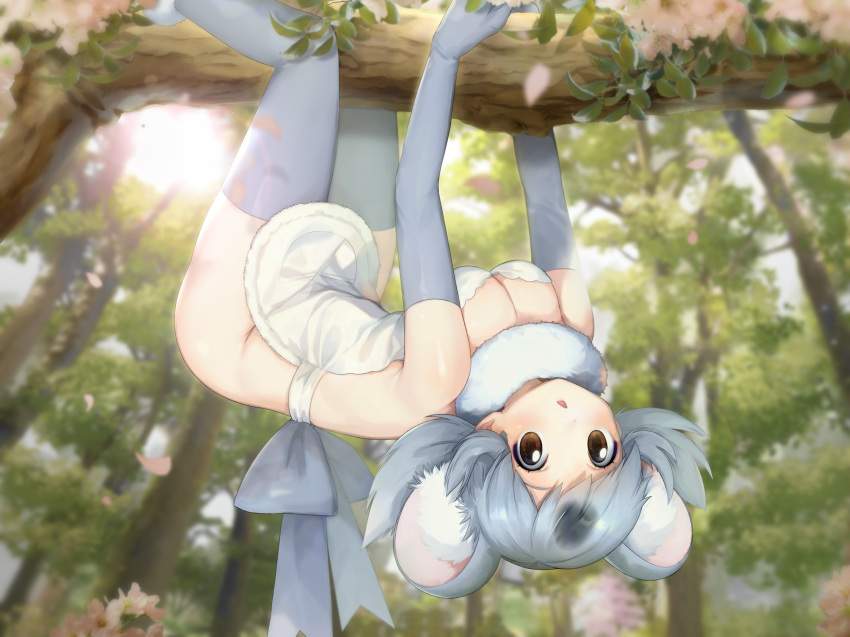 1girl animal_ear_fluff animal_ears apron black_hair blurry blurry_foreground bottomless branch breasts brown_eyes cleavage climbing colored_inner_hair day detached_collar elbow_gloves extra_ears fisheye fur_collar gloves grey_gloves grey_hair grey_thighhighs hanging highres kemono_friends koala_(kemono_friends) long_hair looking_at_viewer multicolored_hair naked_apron nelly_(altsarespicy) outdoors parted_bangs parted_lips petals solo sunlight thighhighs tree upside-down white_apron