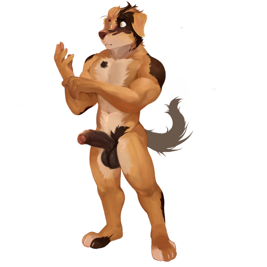 2020 absurd_res anthro athletic athletic_male bakemonoy ball_tuft balls blonde_hair brown_highlights brown_nose canid canine canis domestic_dog erection floppy_ears foreskin front_view frown full-length_portrait fur genitals hair hi_res highlights_(coloring) humanoid_genitalia humanoid_penis male mammal navel nude partially_retracted_foreskin penis plantigrade portrait shisa_(sleepylp) simple_background solo standing tan_body tan_fur tuft vein veiny_penis white_background yellow_eyes