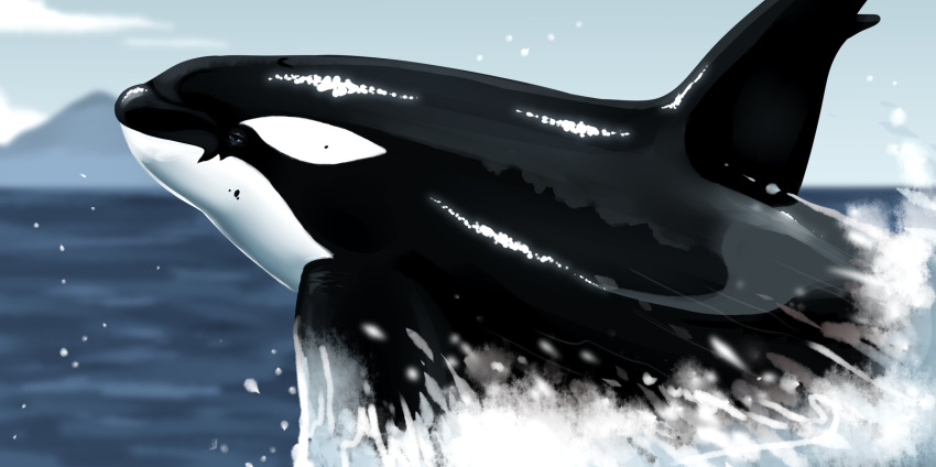 ambiguous_gender black_body blue_eyes cetacean dolphin dorsal_fin feral fin glistening glistening_body hi_res imperatorcaesar mammal marine mouth_closed narrowed_eyes oceanic_dolphin orca outside side_view sky solo splash toothed_whale water white_body