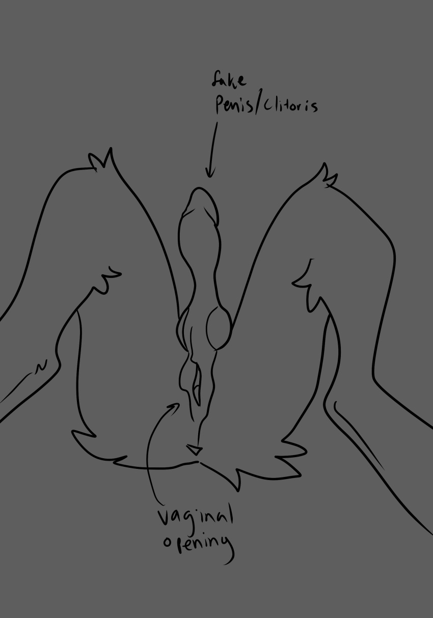 absurd_res alien_genitalia animal_genitalia anthro battycat butt clitoris female genitals gynomorph hi_res humanoid intersex knot long_clitoris presenting presenting_hindquarters pseudo-penis sketch solo