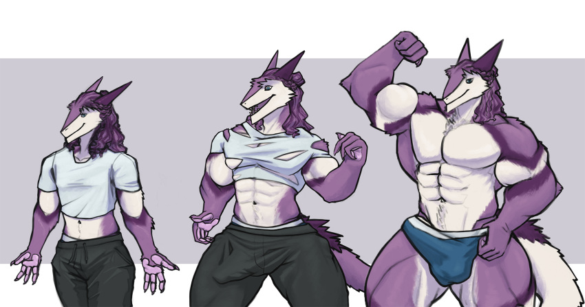 4_fingers abs andromorph anthro biceps bottomwear bulge clothing crop_top curled_hair fingers fur growth growth_sequence hair hi_res intersex leander_dk_(artist) maverick_(leander_dk) muscular muscular_anthro muscular_thighs nonbinary_(lore) pants pecs purple_body purple_fur purple_hair sergal shirt solo tail thick_thighs topwear torn_clothing wardrobe_malfunction white_body white_fur