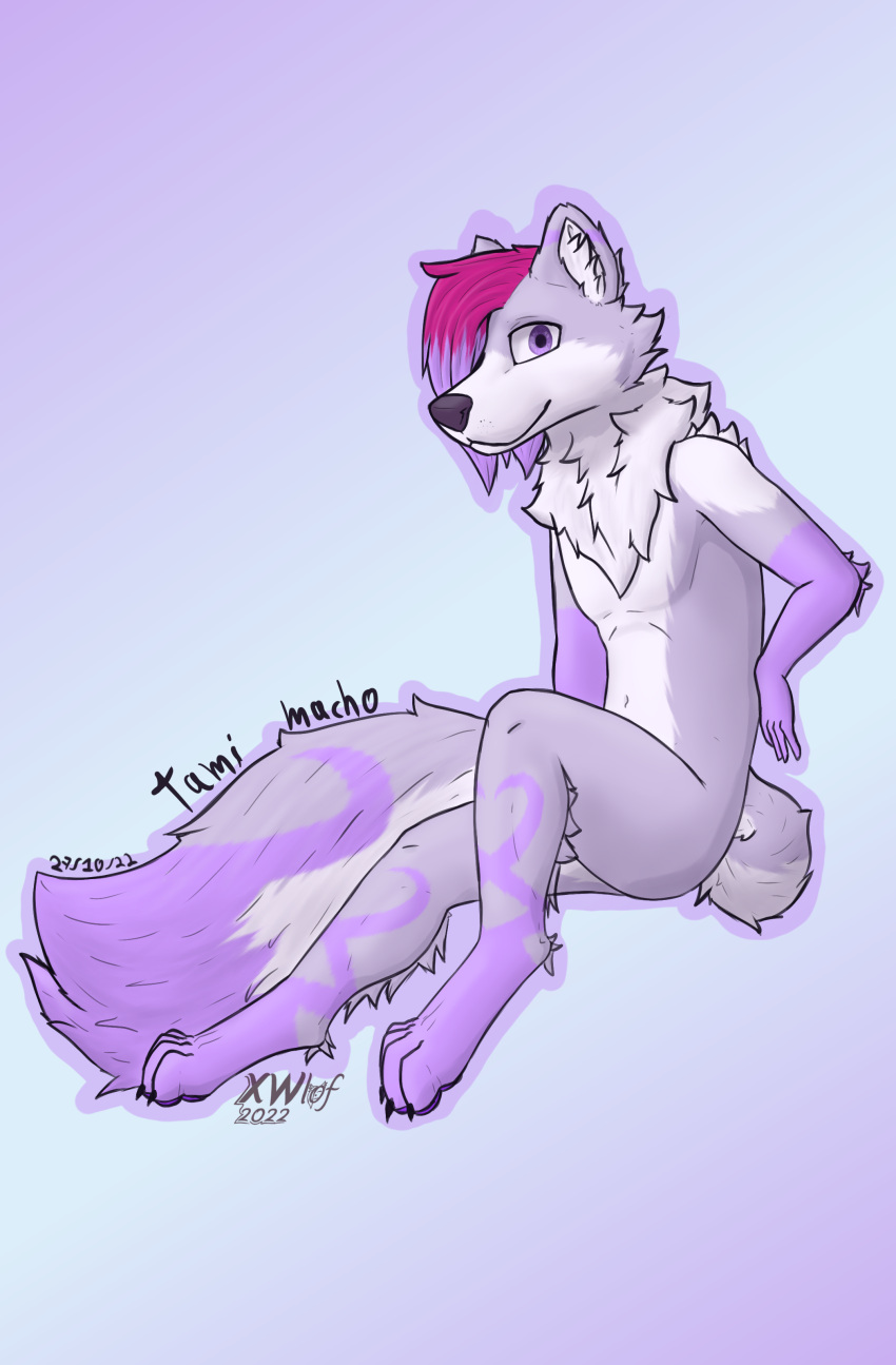 2022 absurd_res anthro belly blue_background canid canine canis claws digital_media_(artwork) fluffy fluffy_ears fluffy_tail fur hair hi_res long_tail looking_at_viewer magenta_hair male mammal neck_tuft purple_body purple_eyes purple_fur purple_hair shaded simple_background simple_shading smile solo tail tami_wolf tami_wolx tuft white_belly wolf