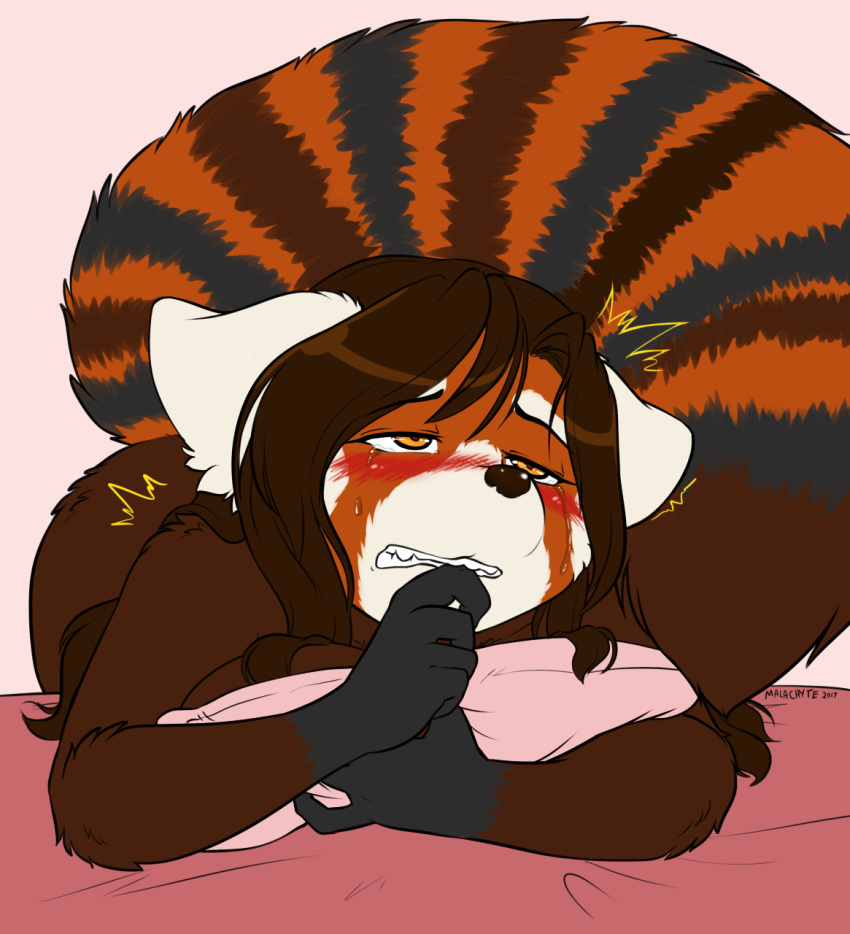 2017 ailurid anthro bed big_tail biped biting_own_finger black_markings blush blush_lines bodily_fluids breast_squish breasts brown_body brown_hair countershade_face countershading eyebrows female front_view furniture gloves_(marking) green_eyes hair half-closed_eyes hi_res long_hair looking_pleasured lying lying_on_bed malachyte mammal markings narrowed_eyes nude on_bed on_front orgasm_face pillow raised_tail red_panda ring_(marking) ringtail simple_background solo squish sweat tail tail_markings tears tears_of_pleasure teeth white_ears