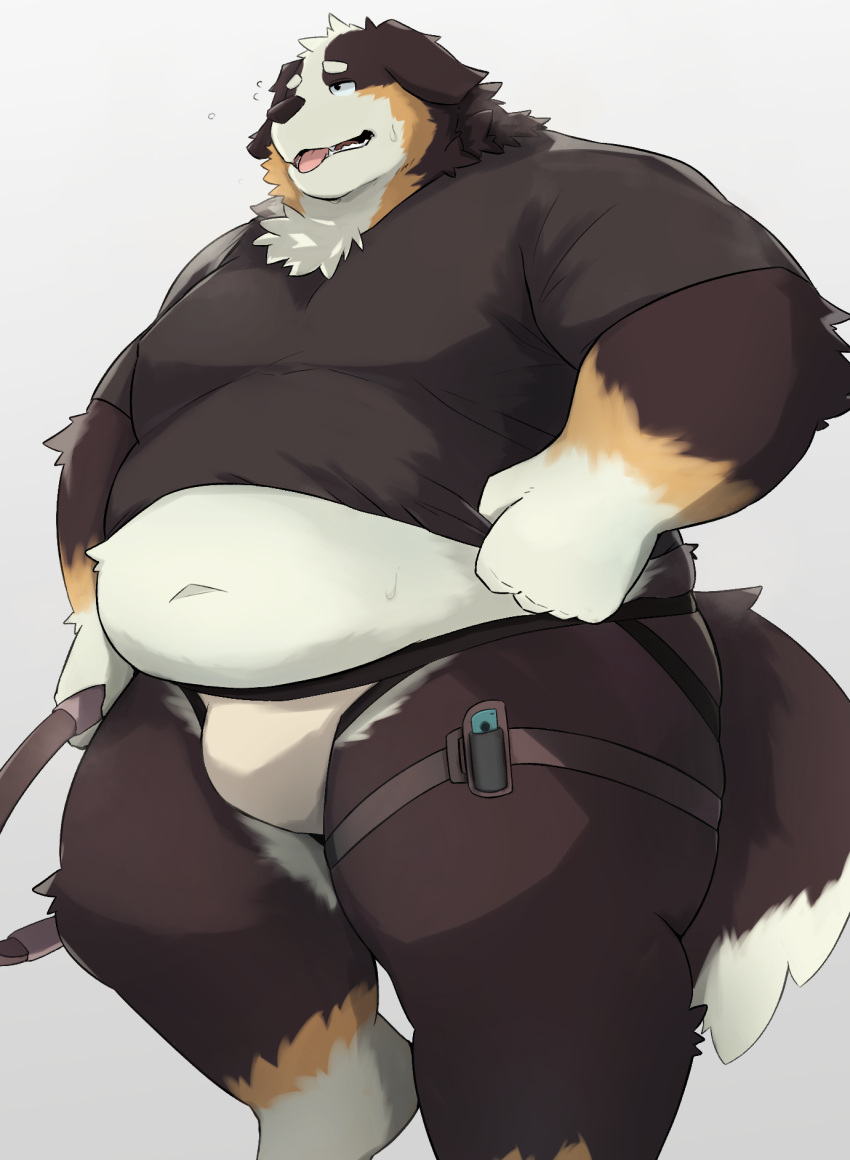 2023 anthro belly bernese_mountain_dog big_belly black_body black_nose brown_body bulge canid canine canis clothing domestic_dog hi_res kemono male mammal molosser mountain_dog noctnoc overweight overweight_male shirt simple_background solo swiss_mountain_dog topwear underwear white_body