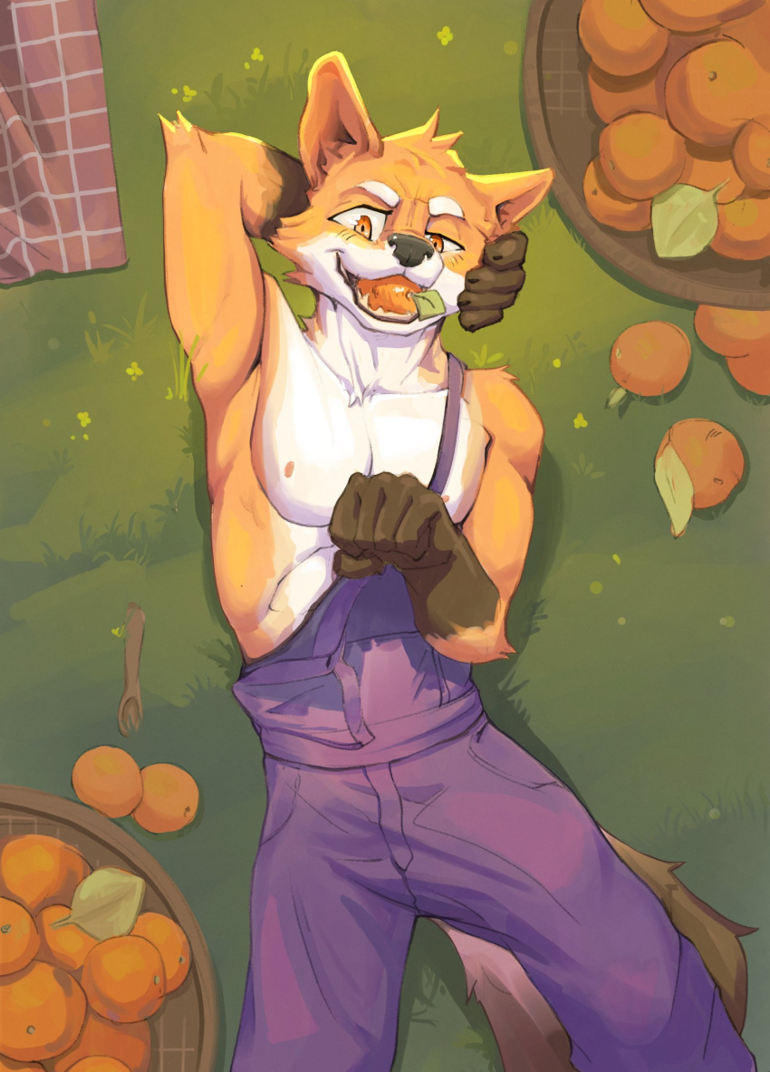 anthro athletic athletic_male canid canine clothing food fox fruit hi_res male mammal orange_(fruit) orioz overalls plant solo