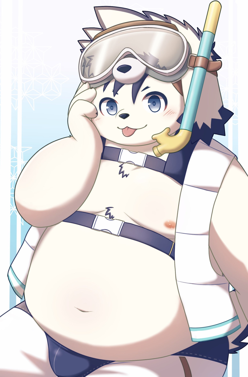 anthro belly blep blue_eyes blush bottomwear canid canine canis clothing domestic_dog eyewear fur goggles gulf_rp hi_res male mammal moobs navel nipples overweight shorts snorkel solo swimwear tajima_(tamacolle) tamacolle tongue tongue_out white_body white_fur