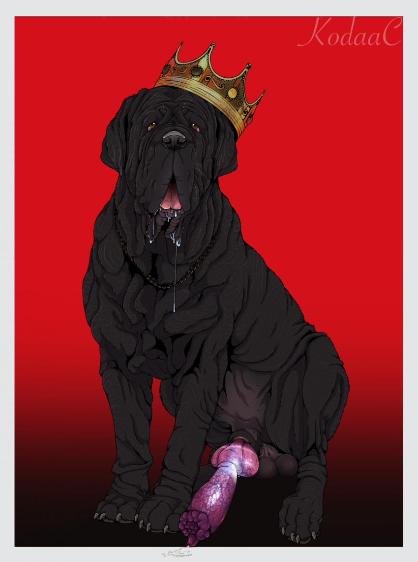 2023 anatomically_correct anatomically_correct_genitalia anatomically_correct_penis animal_genitalia animal_penis balls black_body black_fur bodily_fluids border canid canine canine_genitalia canine_penis canis chain clothed clothed_feral clothing crown digital_media_(artwork) domestic_dog drooling erection feral fur genitals headgear hi_res knot kodaac looking_at_viewer male mammal mastiff molosser neapolitan_mastiff open_mouth penis quadruped saliva sheath sitting solo tongue vein veiny_penis whiskers white_border