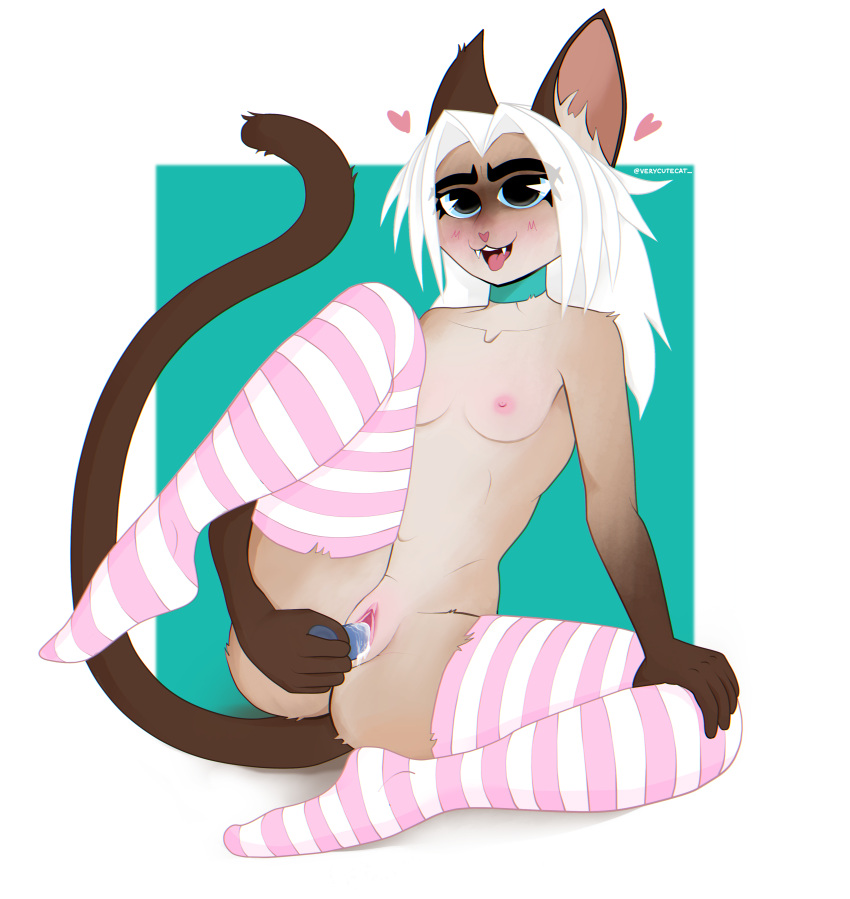 &lt;3 2022 absurd_res anthro areola big_eyes blush blush_lines breasts clothing collar digital_media_(artwork) dildo dildo_in_pussy dildo_insertion domestic_cat eve_(verycutecat) eyebrows eyelashes felid feline felis female hair hand_on_leg hi_res legwear looking_at_viewer mammal nipples penetration pink_nose sex_toy sex_toy_in_pussy sex_toy_insertion siamese simple_background sitting slim small_waist smile smiling_at_viewer solo spread_legs spreading thick_eyebrows thigh_highs tongue tongue_out vaginal vaginal_penetration verycutecat white_hair